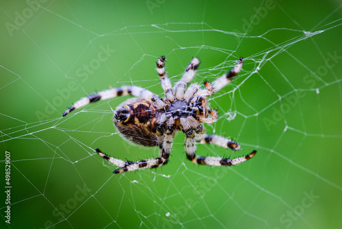 Macro photo of spider © Tomasz