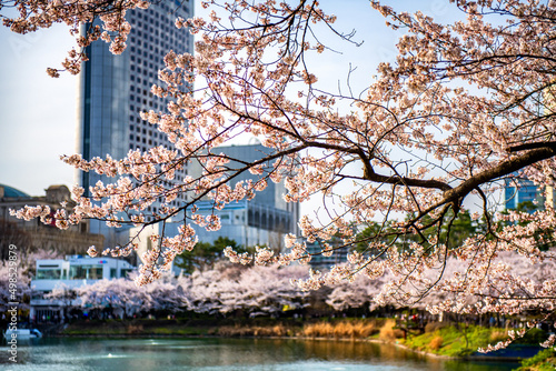 blossom in spring