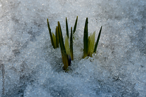 buds and leaves of the first spring flowers make their way out from under the snow-ice crumbs