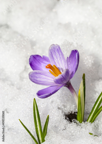 Spring crocus in the snow, lit by the sun.