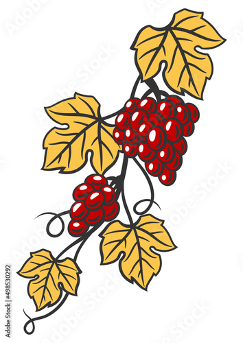Illustration of vine with leaves and bunches of grapes. Winery image for restaurants and bars.