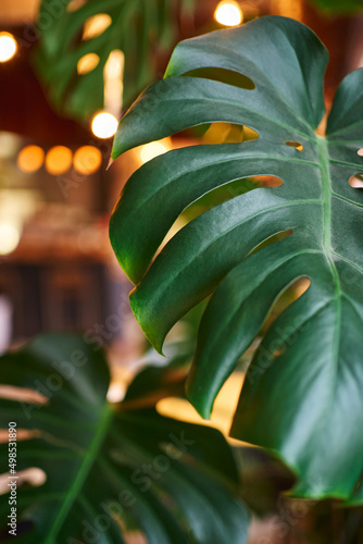 large monstera leaf close-up. background