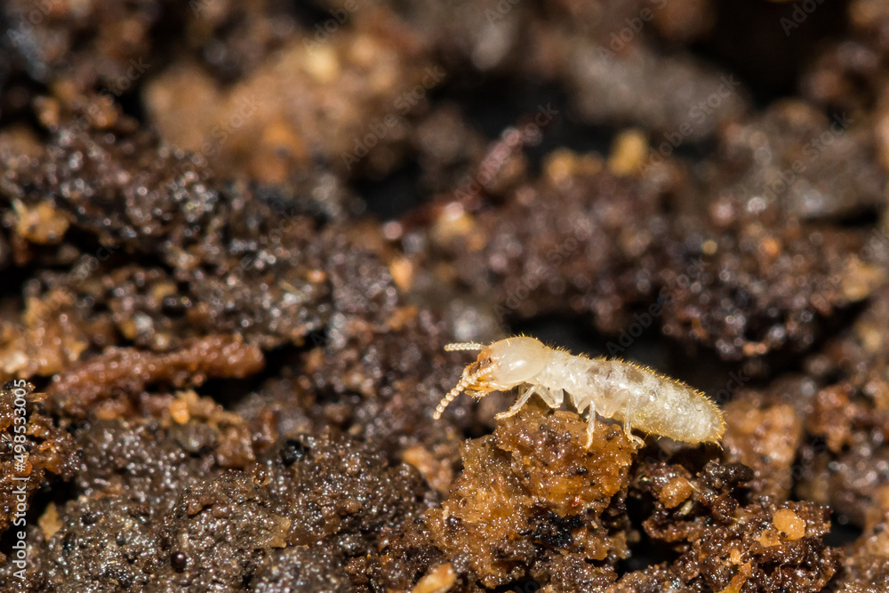Eastern Subterranean Termite - Reticulitermes flavipes Eastern Subterranean Termite - Reticulitermes flavipes