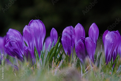 Crocus