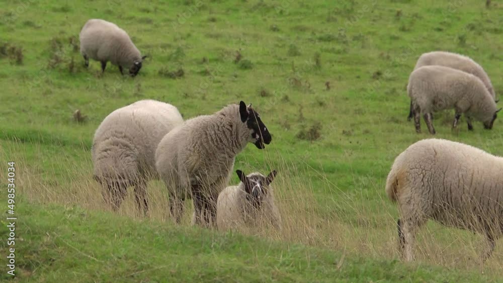 flock of black headed sheep grazing together in a field flock of black headed sheep grazing together in a field