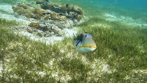 Underwater Shot of Funny Lagoon Triggerfish (Rhinecanthus Aculeatus) in Maldives. Blackbar Triggerfish also called Picassofish in Laccadive Sea. photo