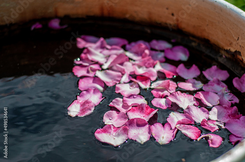 pink rose petals foat in water