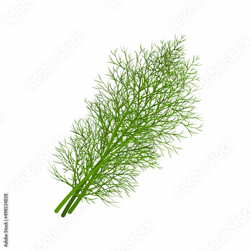Dill. Image of dill twigs. A spicy plant. Dill for spices. Vector illustration isolated on a white background photo