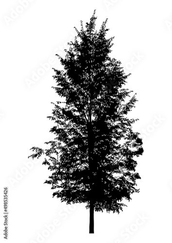 Silhouette of tree