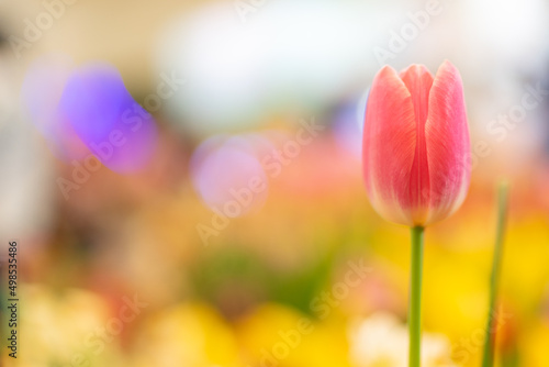 Tulip flowers  shallow selective focus. Spring nature background for web banner and card design