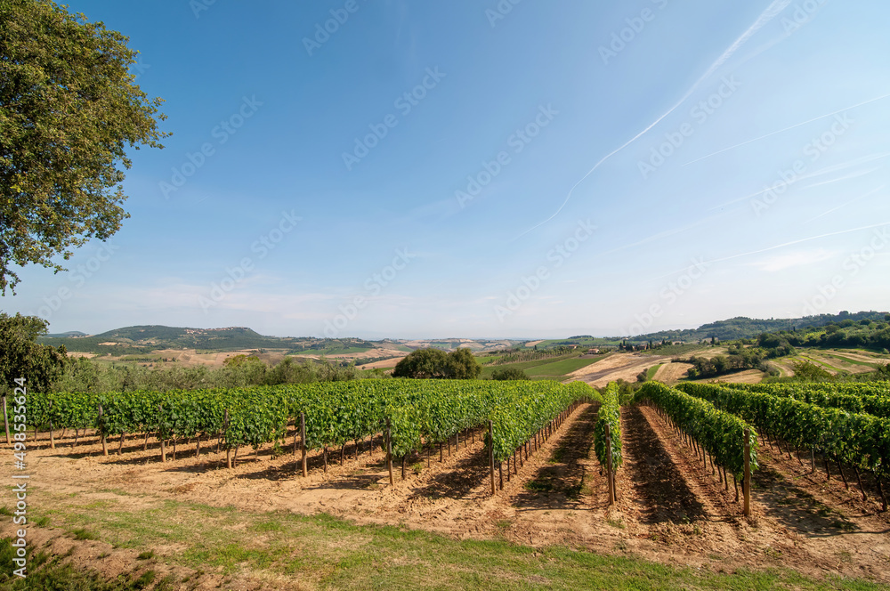 Fototapeta premium vineyard in toscana in italy
