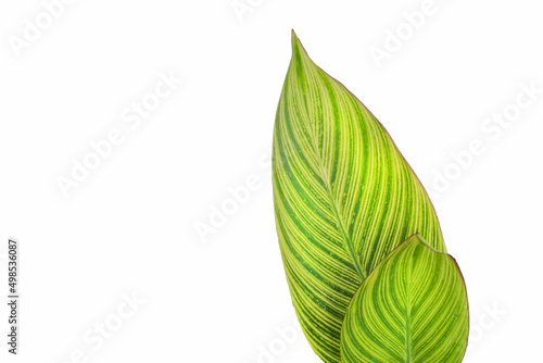 beautiful green and yellow lines pattern of canna lily leafs white background isolated photo