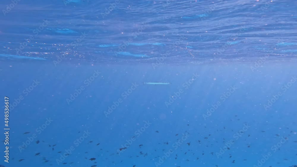Houndfish Underwater near Water Surface in Maldives. Undersea Shot of Crocodile Needlefish in Indian Ocean. Houndfish Underwater near Water Surface in Maldives. Undersea Shot of Crocodile Needlefish in Indian Ocean.
