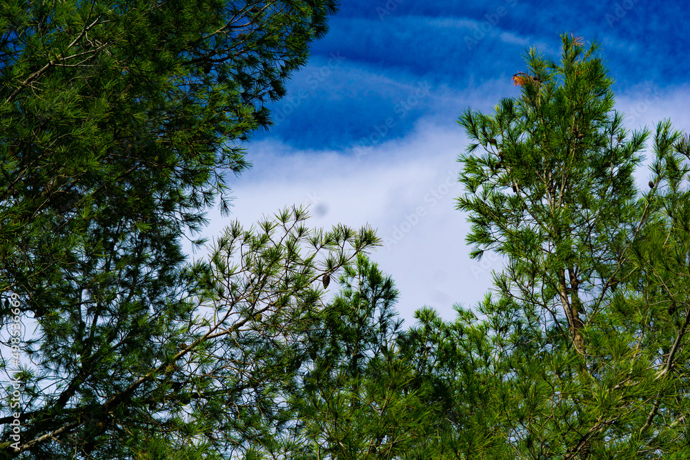 Fototapeta premium trees in the sky