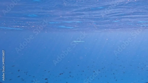 Houndfish Underwater near Water Surface in Maldives. Undersea Shot of Crocodile Needlefish in Indian Ocean. photo