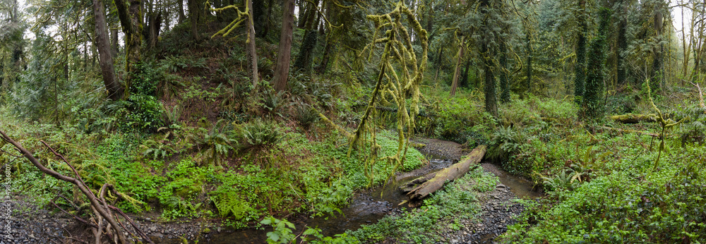 A tangle of trees and understory vegetation thrive in Tryon State Park, Lake Oswego, Oregon. This part of the country is home to temperate rainforests which serve as habitats for many species. A tangle of trees and understory vegetation thrive in Tryon State Park, Lake Oswego, Oregon. This part of the country is home to temperate rainforests which serve as habitats for many species.