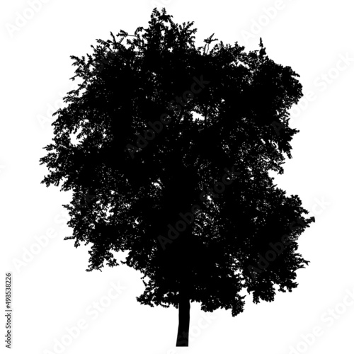 Silhouette of tree