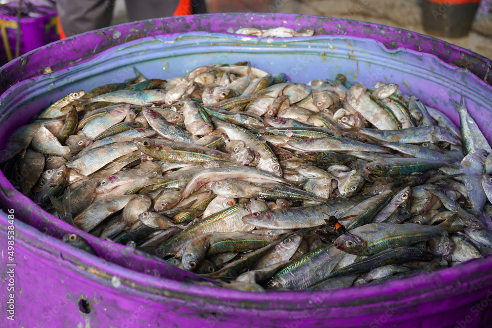 fresh fish in big basket in fish market fresh fish in big basket in fish market