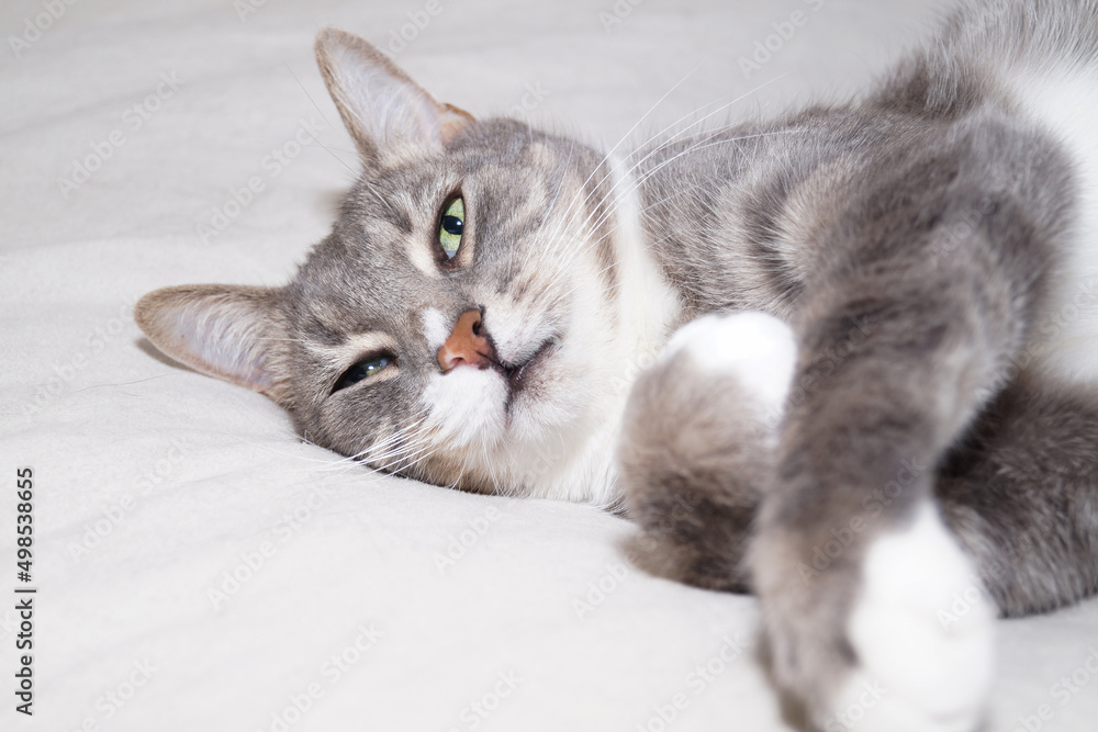 A gray striped cat with green eyes is lying on the bed. White background. A gray striped cat with green eyes is lying on the bed. White background.