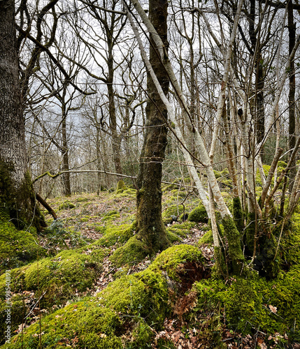 woodland and lakes in the lake district UK. Forests and streams  mountains and walkways