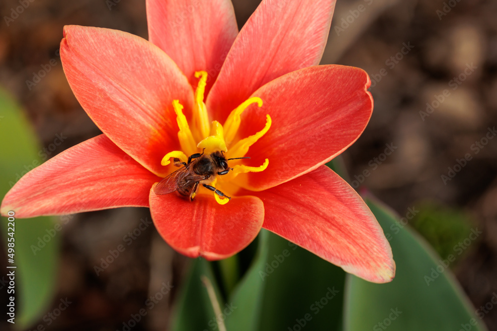 small Red tulip with a bee. bee collects nectar