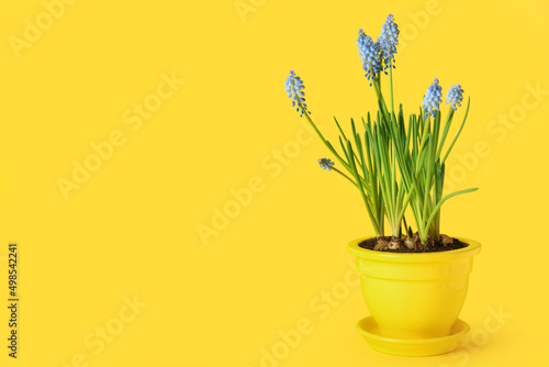 Pot with blooming grape hyacinth plant (Muscari) on yellow background