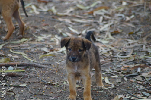  dogs on the ground © Samart