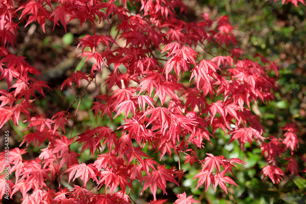 The compact red leaves of Japanese maple 'Shin-deshojoÕ. The compact red leaves of Japanese maple 'Shin-deshojoÕ.