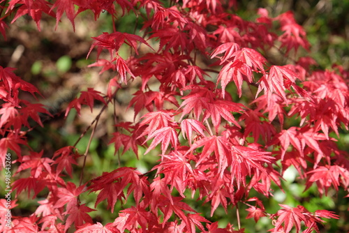 The compact red leaves of Japanese maple  Shin-deshojo  .