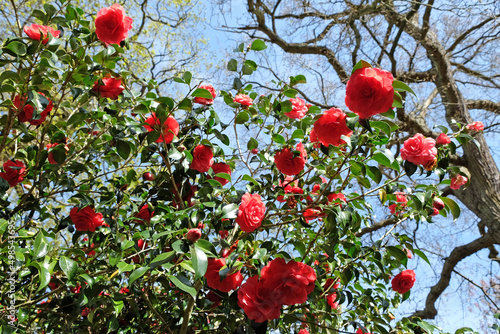 Canvastavla Red Camellia japonica ÔAnnaM.PageÕ in flower