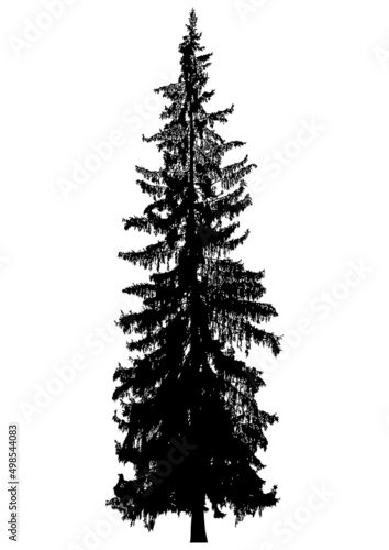 Silhouette of coniferous tree