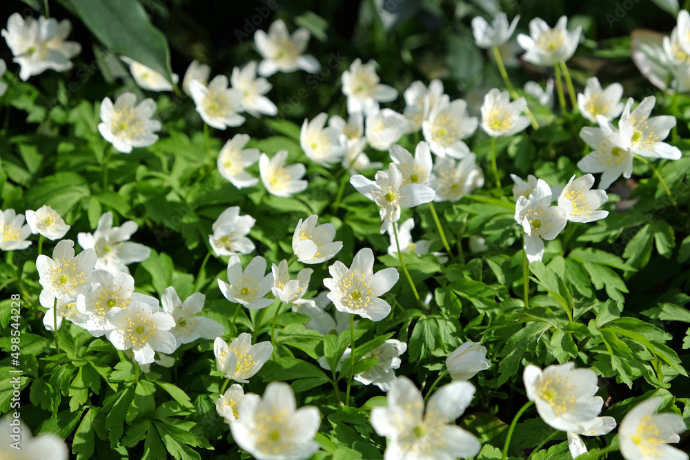 White Wood anemone, ladyÕs nightcap, in flower White Wood anemone, ladyÕs nightcap, in flower
