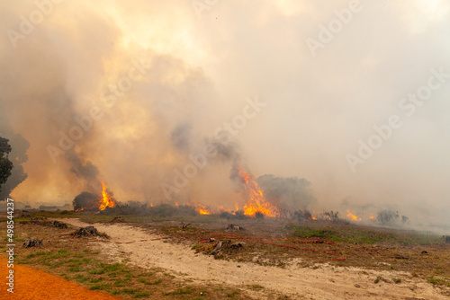 A controlled burn takes place in Tokai forest to help prevent further fires in the area. Tokai, Cape Town.