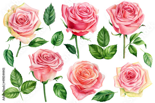 Set of pink roses, leaves and buds, floral elements on a white background, watercolor botanical painting © Hanna