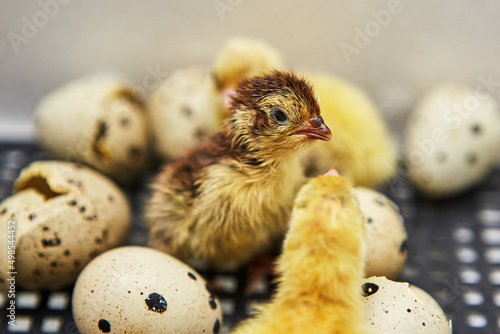 Close up a newborn quail stands among the Chicks and eggs in the incubator.