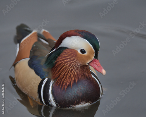 Drake Mandarin duck , Aix galericulata .