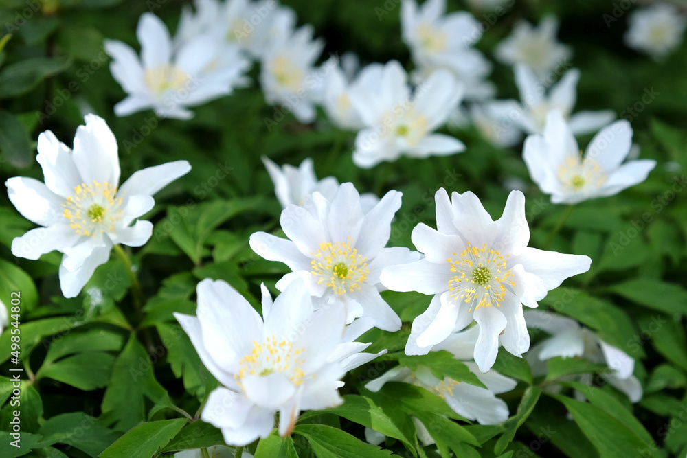 Obraz premium White Wood anemone, lady’s nightcap, in flower