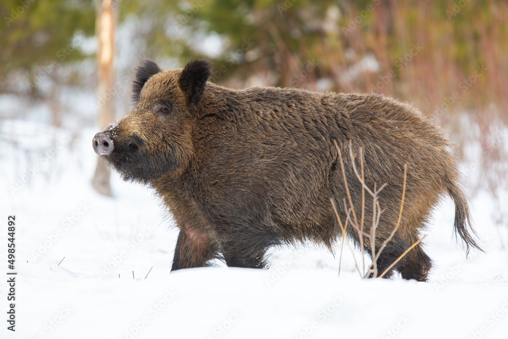 Wild boar, sus scrofa, walking on white pasture in winter from side. Brown snout moving on snow in wintertime. Swine looking on snowy meadow. Wild boar, sus scrofa, walking on white pasture in winter from side. Brown snout moving on snow in wintertime. Swine looking on snowy meadow.