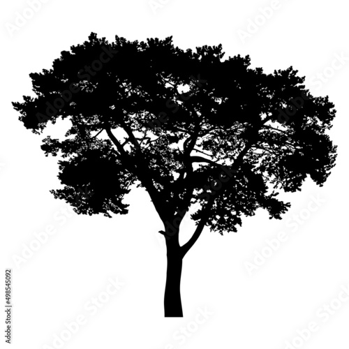 Silhouette of coniferous tree