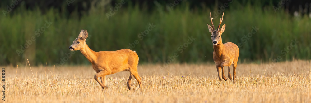 Male roe deer, capreolus capreolus, following female on a stubble field in rutting season. Concept of love between buck and doe in morning nature. Animal wildlife in agricultural country. Male roe deer, capreolus capreolus, following female on a stubble field in rutting season. Concept of love between buck and doe in morning nature. Animal wildlife in agricultural country.