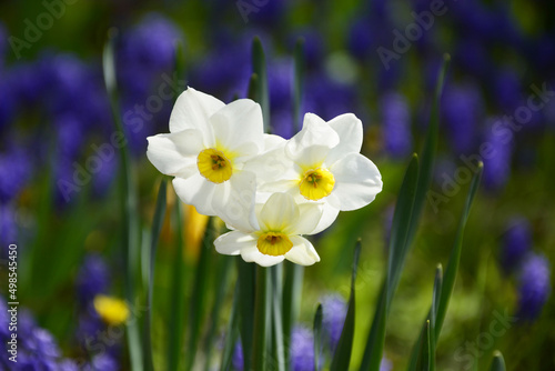 purple and yellow daffodils © predrag