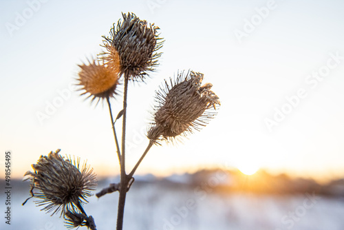 Fotografie, Obraz Frost and snow covered thistles in a wild field in winter
