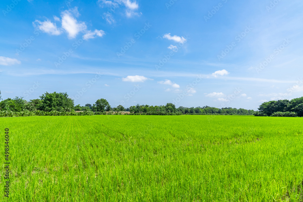 Beautiful Green paddy rice field in the open blue sky. Beautiful Green paddy rice field in the open blue sky.