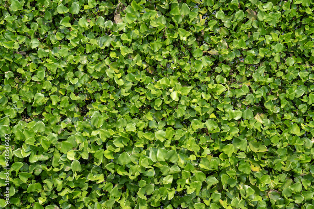The Water Hyacinth is covering all the river and obstructing water flow. That is the one of water pollution. The Water Hyacinth is covering all the river and obstructing water flow. That is the one of water pollution.