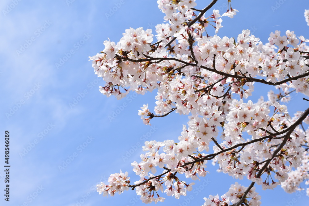 桜,ソメイヨシノ,桜並木,滋賀県,風景,桜吹雪,満開,日本の風景,田舎の風景,自然,びわ湖,琵琶湖,湖,春,Cherry Blossoms,Yoshino cherry tree,Row of cherry blossom trees,木,林,森,桃色,ピンク,biwa lake 桜,ソメイヨシノ,桜並木,滋賀県,風景,桜吹雪,満開,日本の風景,田舎の風景,自然,びわ湖,琵琶湖,湖,春,Cherry Blossoms,Yoshino cherry tree,Row of cherry blossom trees,木,林,森,桃色,ピンク,biwa lake