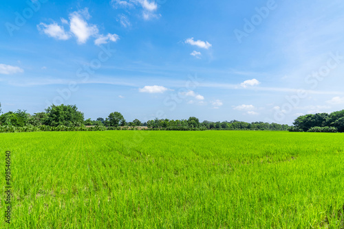 Beautiful Green paddy rice field in the open blue sky.