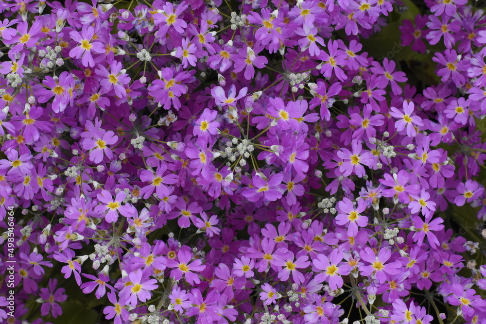 花壇,スミレ,芝桜,百日草 花壇,スミレ,芝桜,百日草