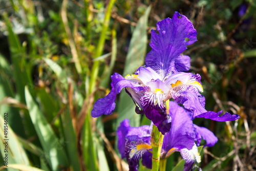 Fototapeta Naklejka Na Ścianę i Meble -  Colorful and striking Iris Sanguinea in a garden in the city of Murcia