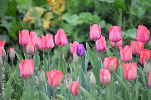                                                                                                            Tulips Tulip field                  Liliaceae Bulbs                     Tulipa lale             