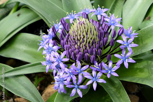 Purple Portuguese Squill in flower photo